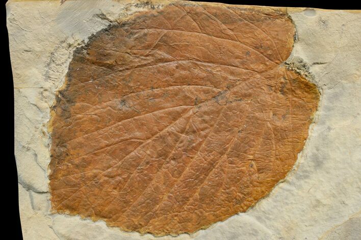 Fossil Leaf (Davidia) - Montana #165021
